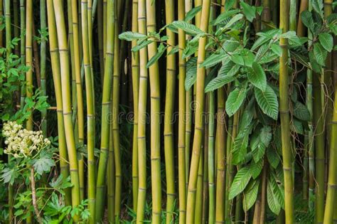  A Floresta de Bambu da Cidade de Chengdu: Um Refúgio Tranquilo em um Mar de Verde!